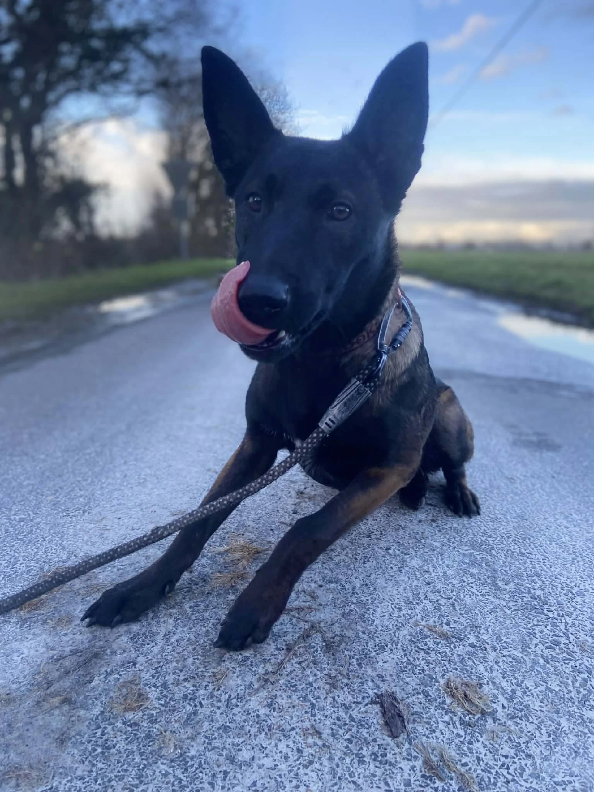 Berger belge malinois allongé — spécialiste éducation malinois en Bretagne