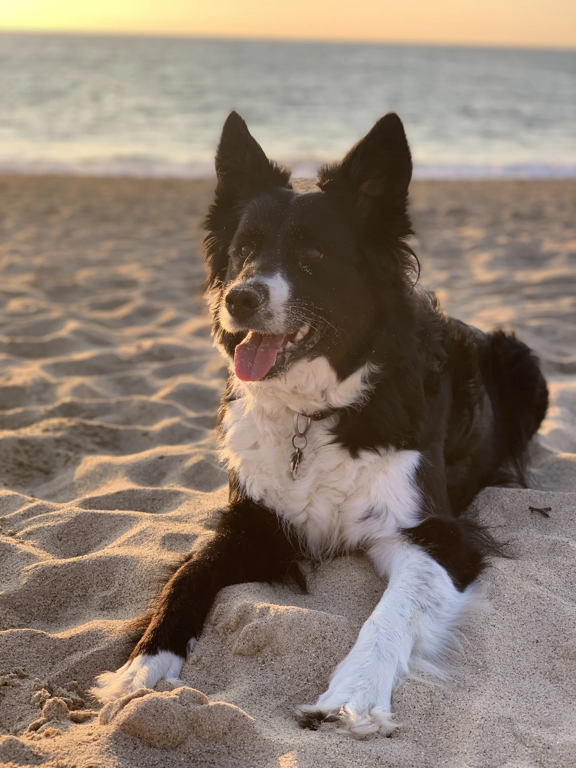 Border Collie sur la plage en Bretagne au coucher de soleil — home-sitting canin