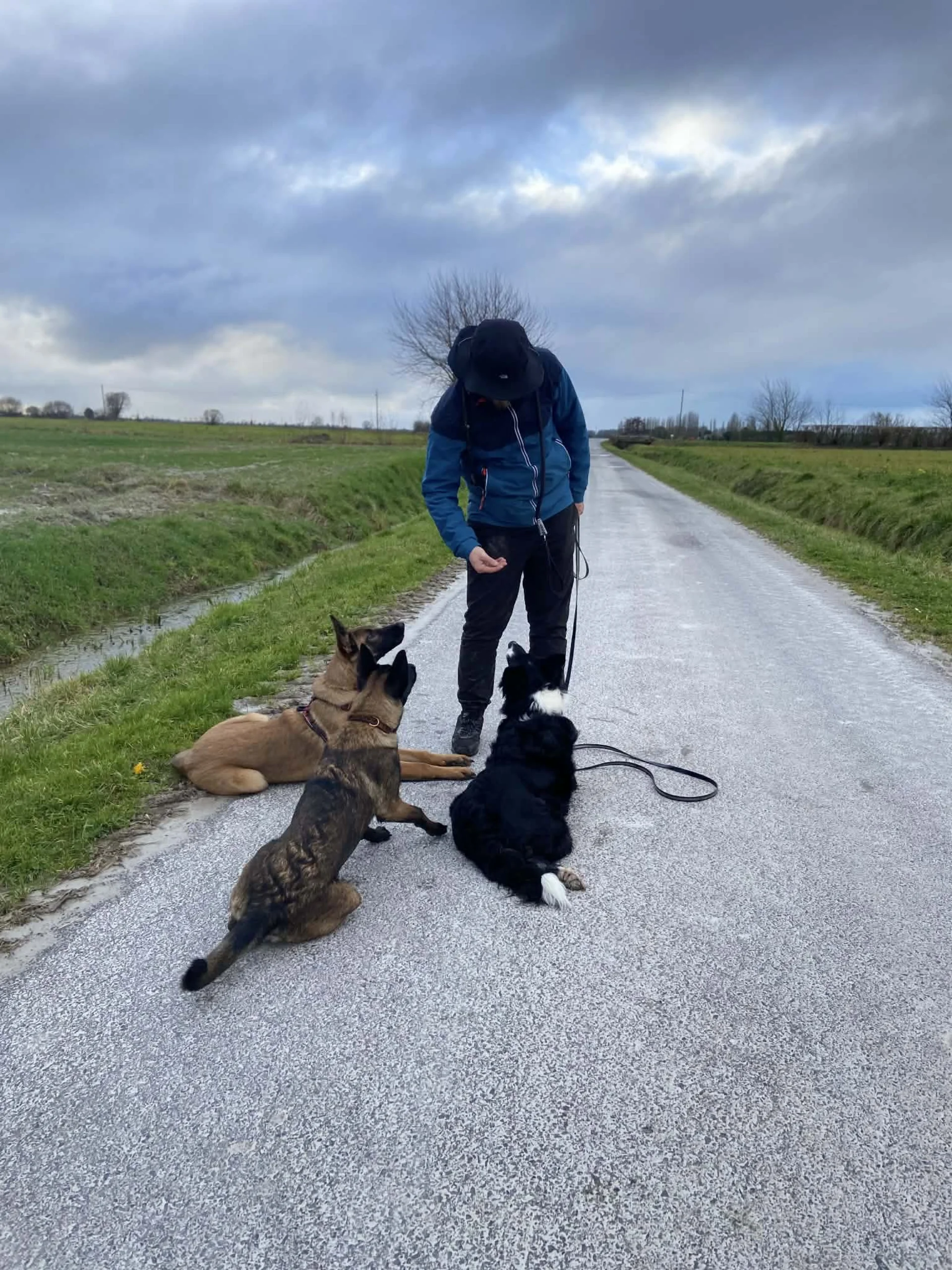 Éducateur canin en promenade avec chiens en Normandie