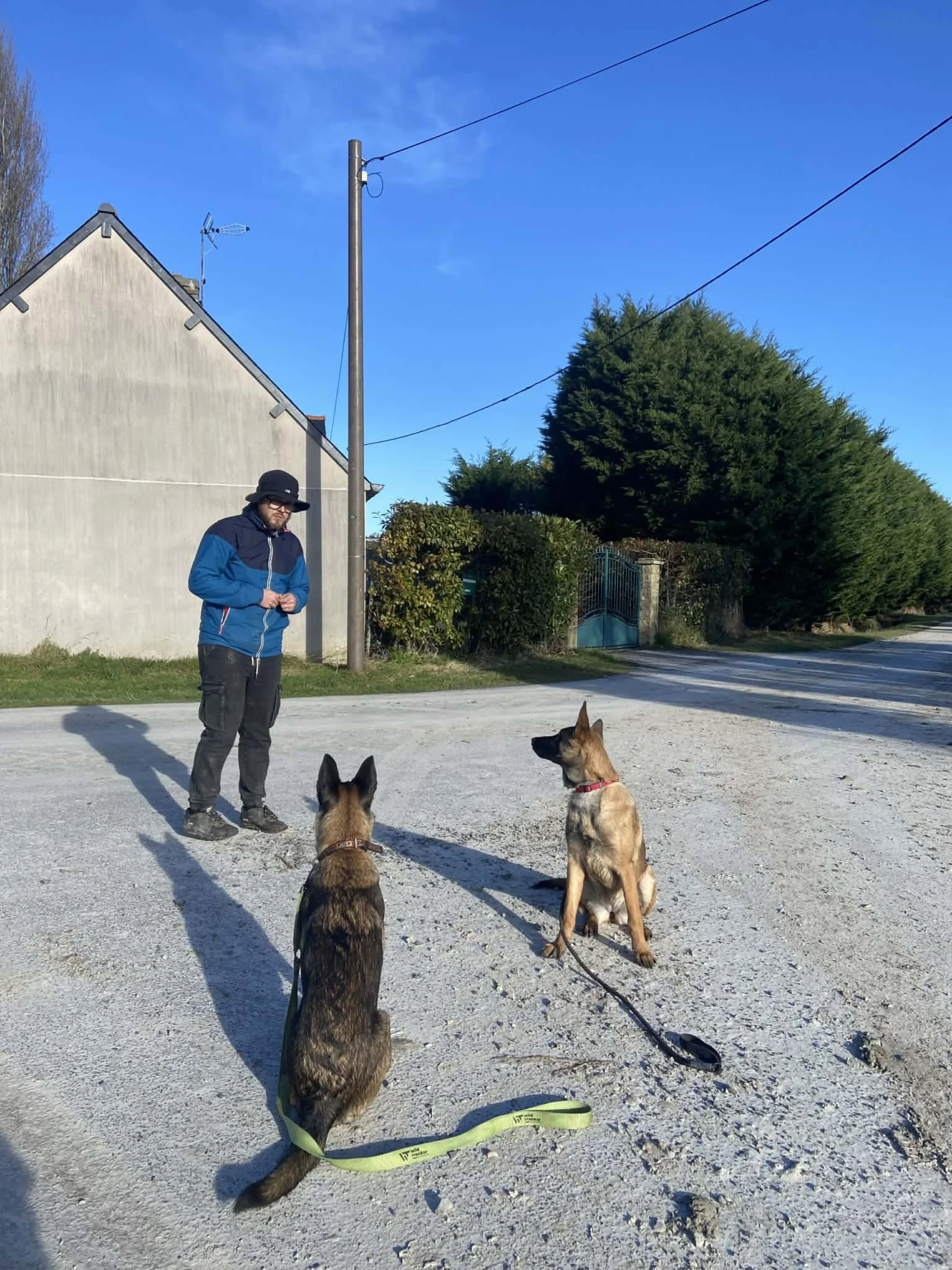 Éducation canine : deux chiens assis obéissants avec leur éducateur en Bretagne