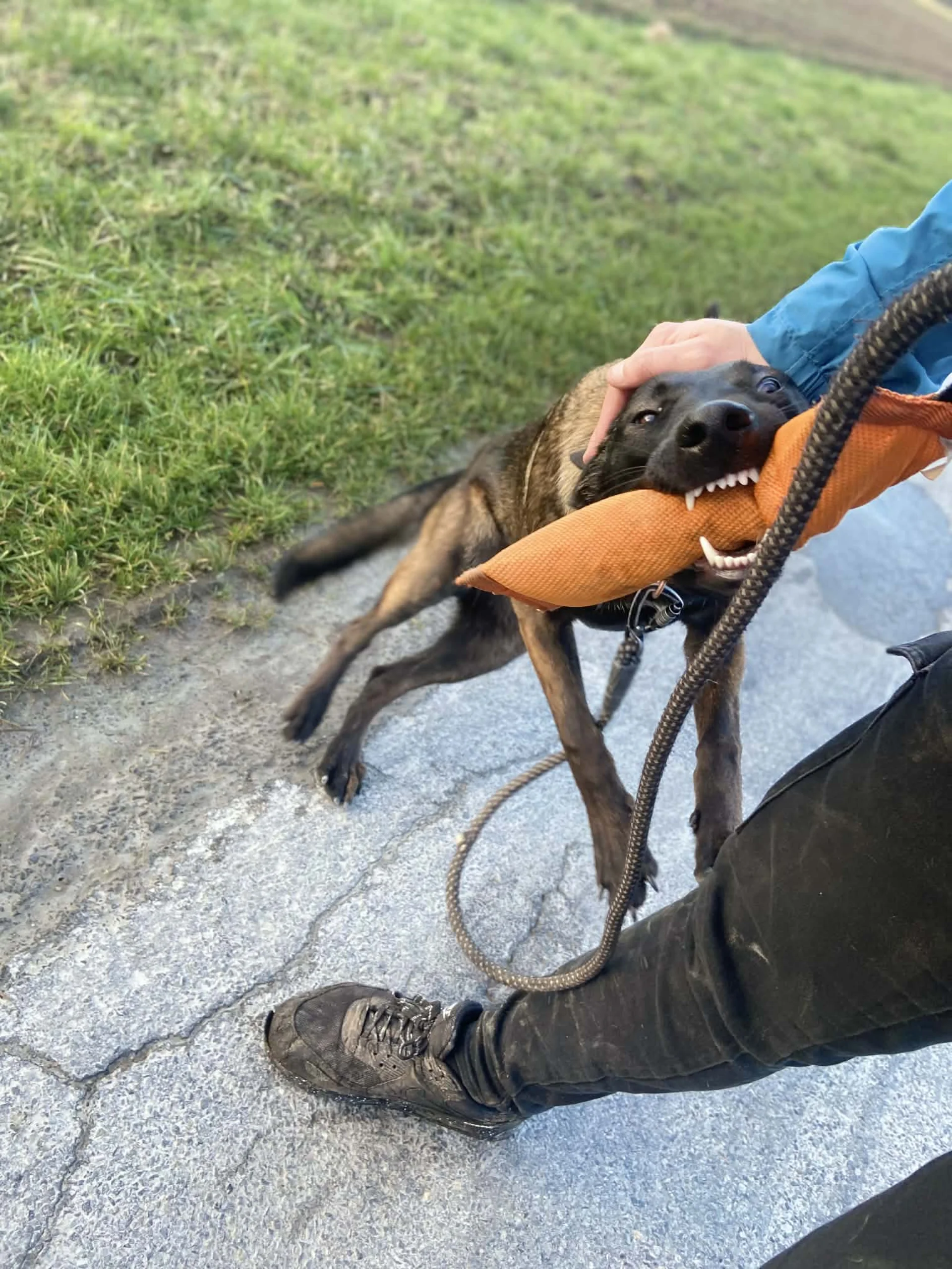Malinois en jeu — éducation positive