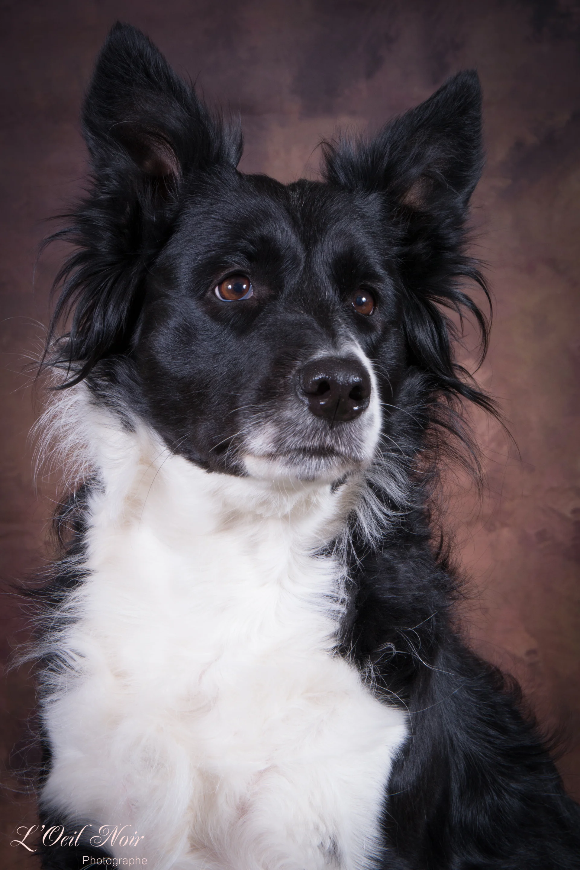 Portrait professionnel d'un Border Collie
