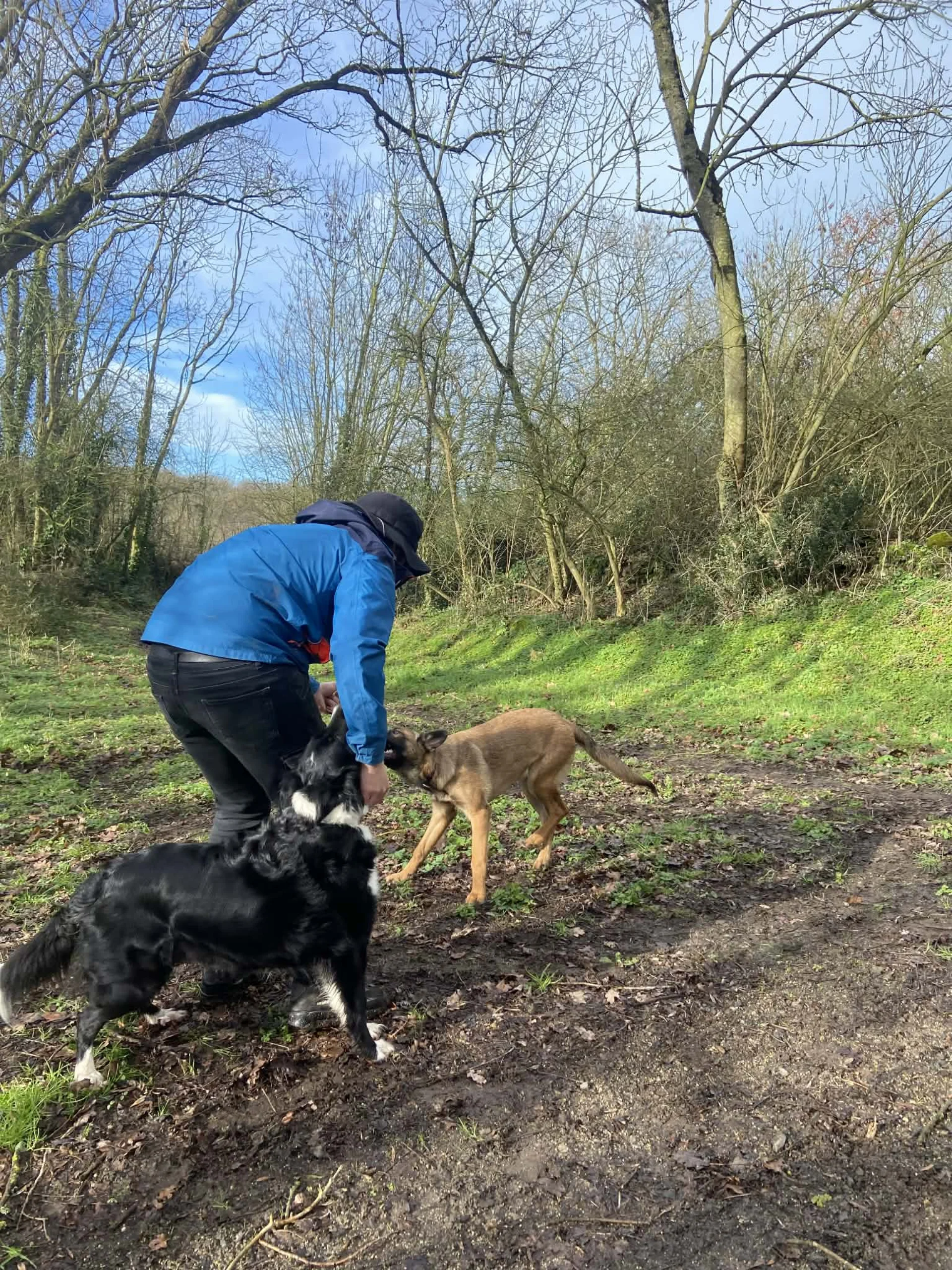 Promenade canine en campagne bretonne — dogsitting à domicile